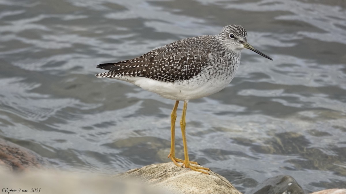 plystresnipe - ML644642026