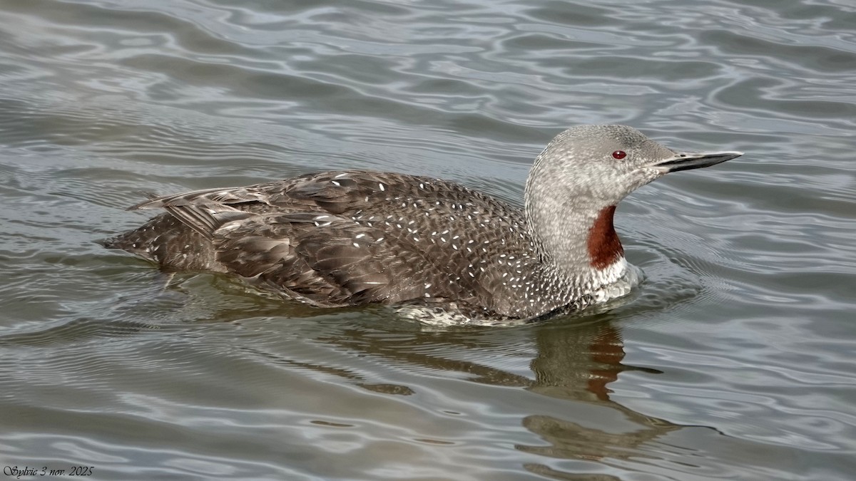 Plongeon catmarin - ML644642027