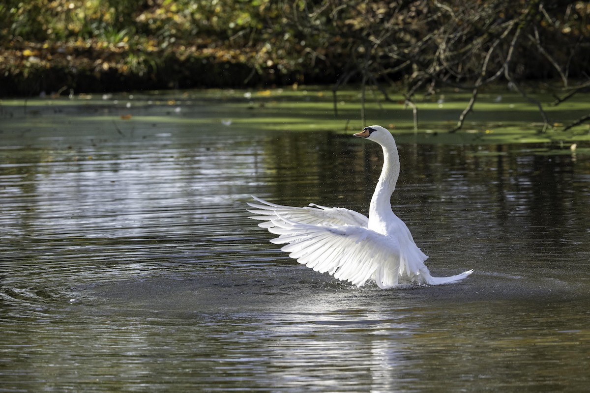 Mute Swan - ML644642044