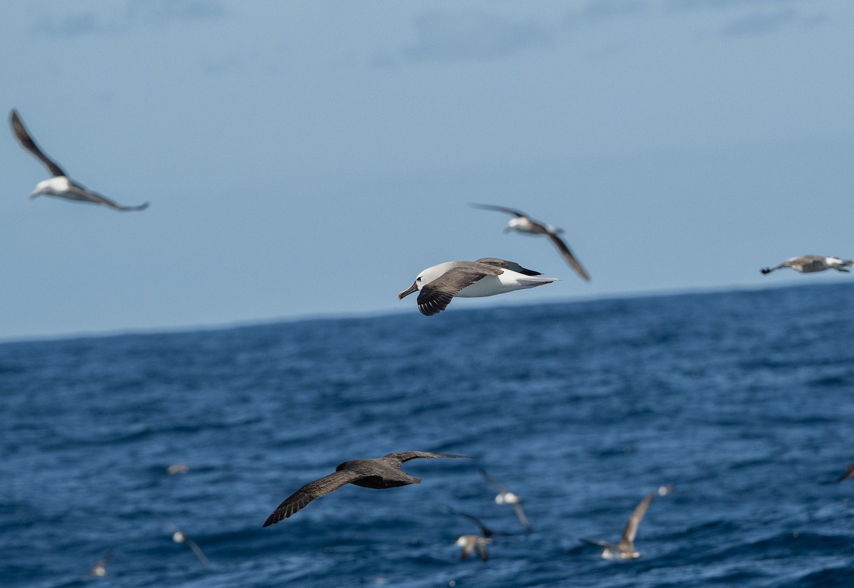אלבטרוס צהוב-מקור - ML644642045