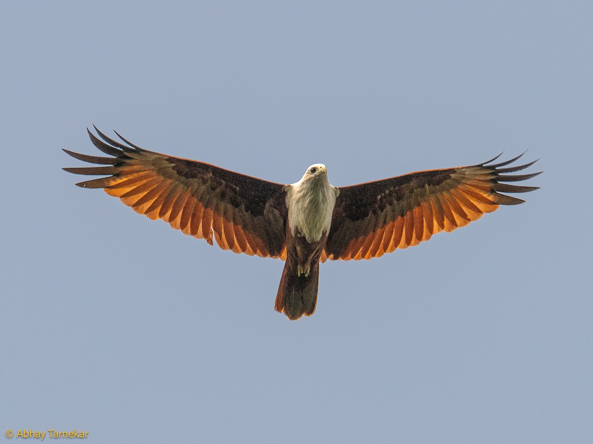 Brahminy Kite - ML644642049