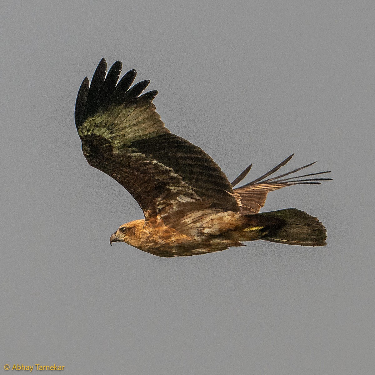 Brahminy Kite - ML644642052