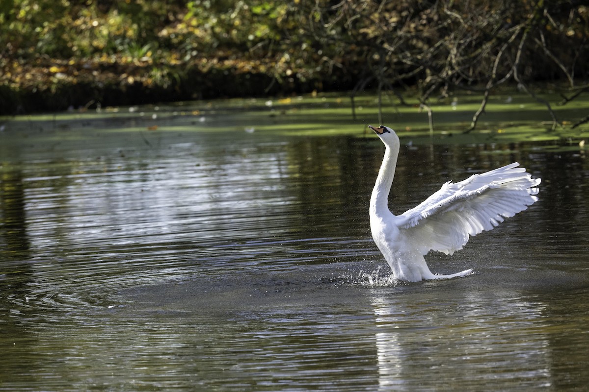 Mute Swan - ML644642054