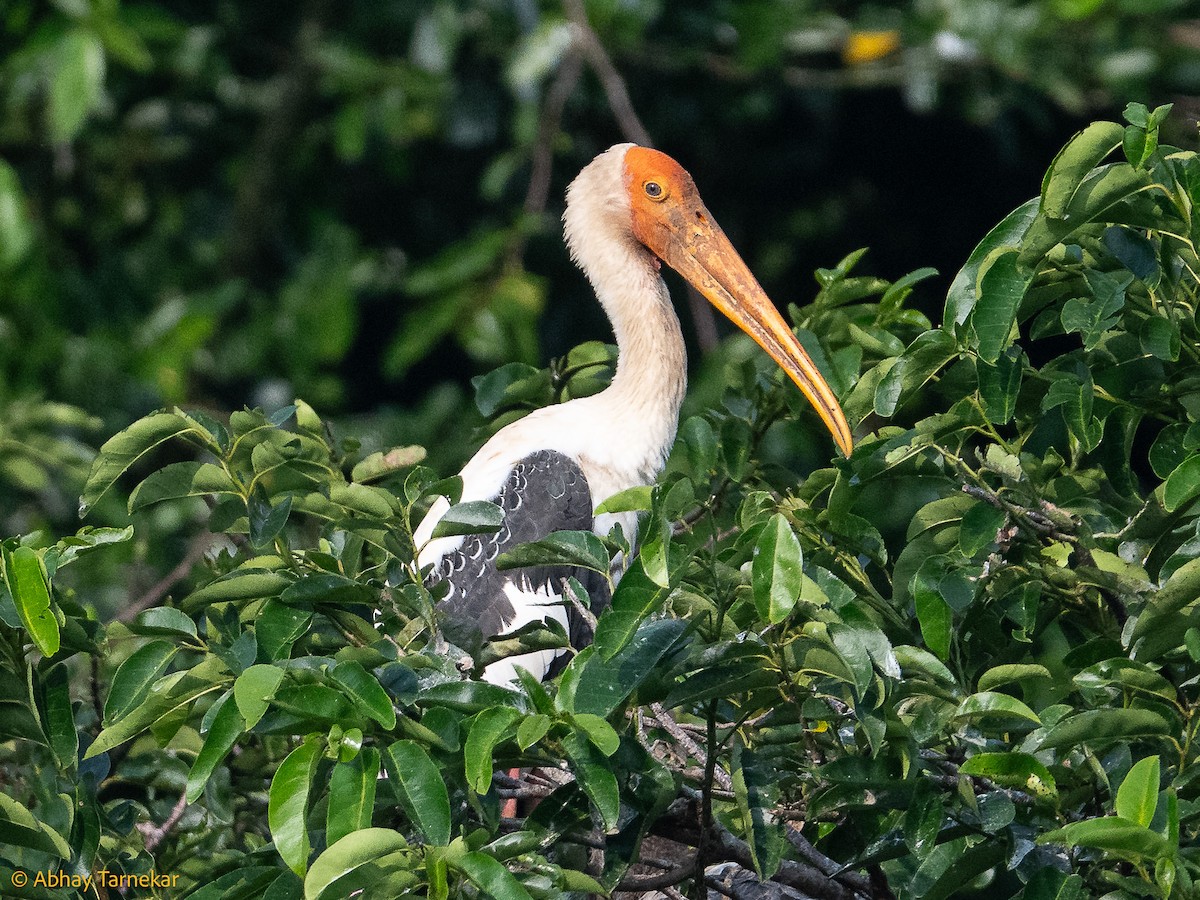 Painted Stork - ML644642055