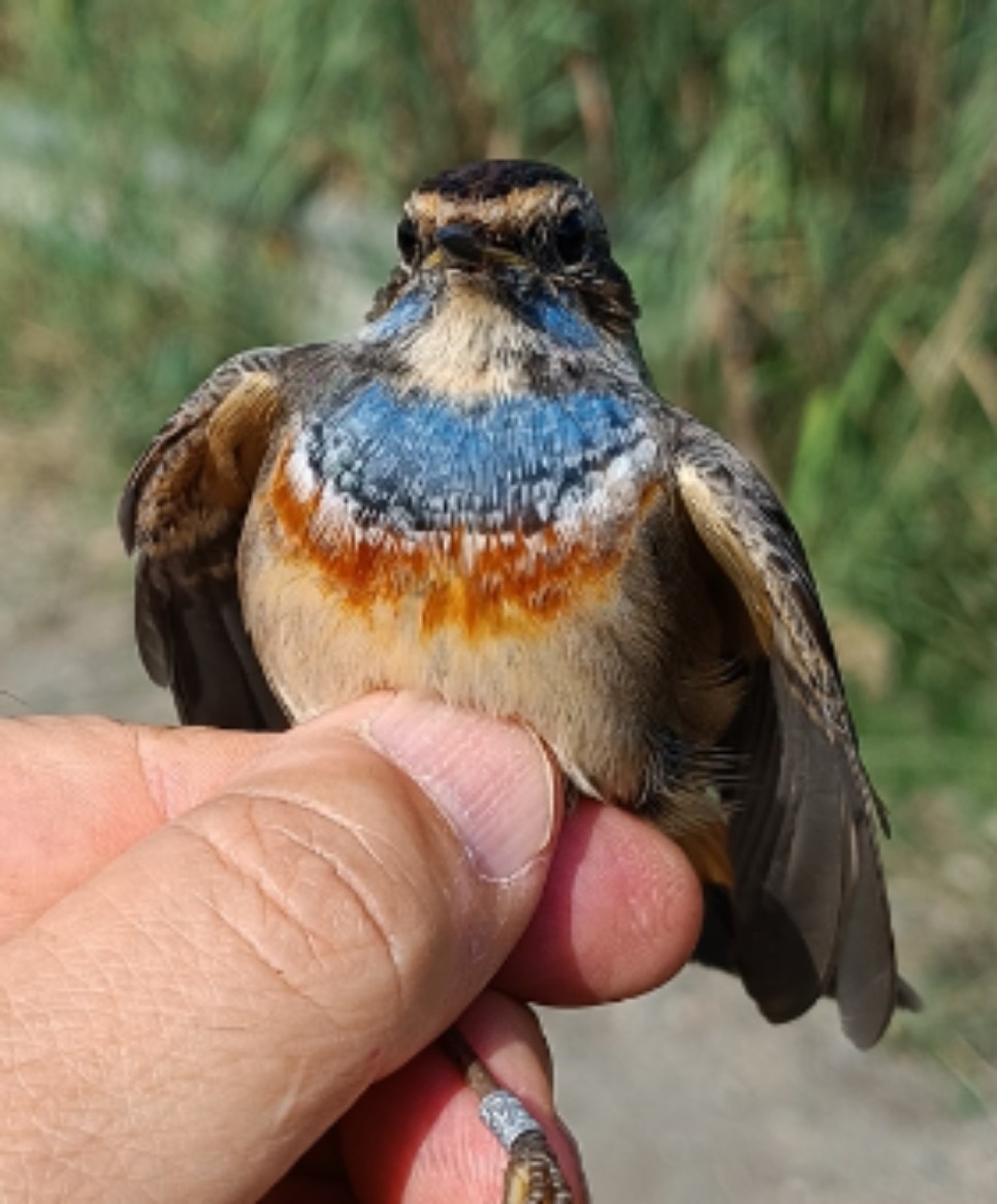 slavík modráček - ML644642056