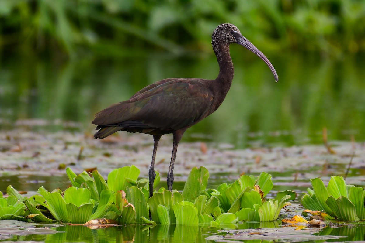 Glossy Ibis - ML644642059