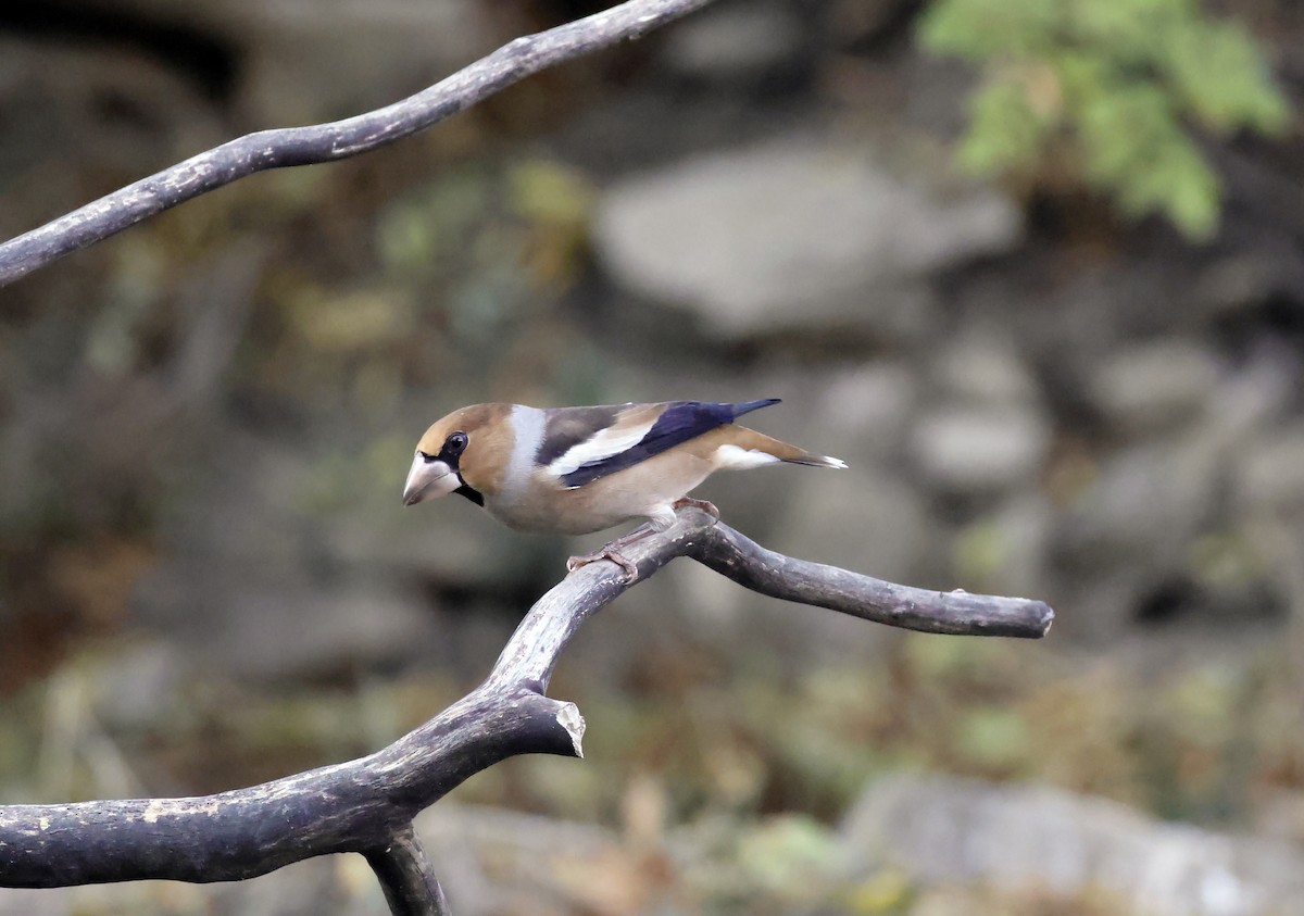 Hawfinch - ML644642060