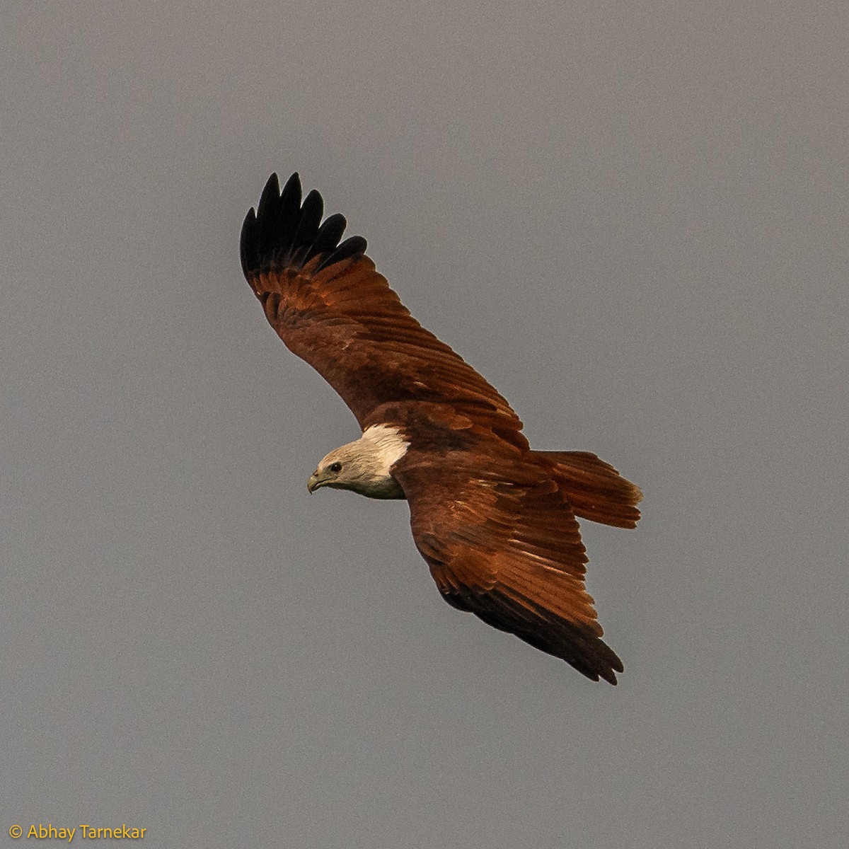 Brahminy Kite - ML644642061
