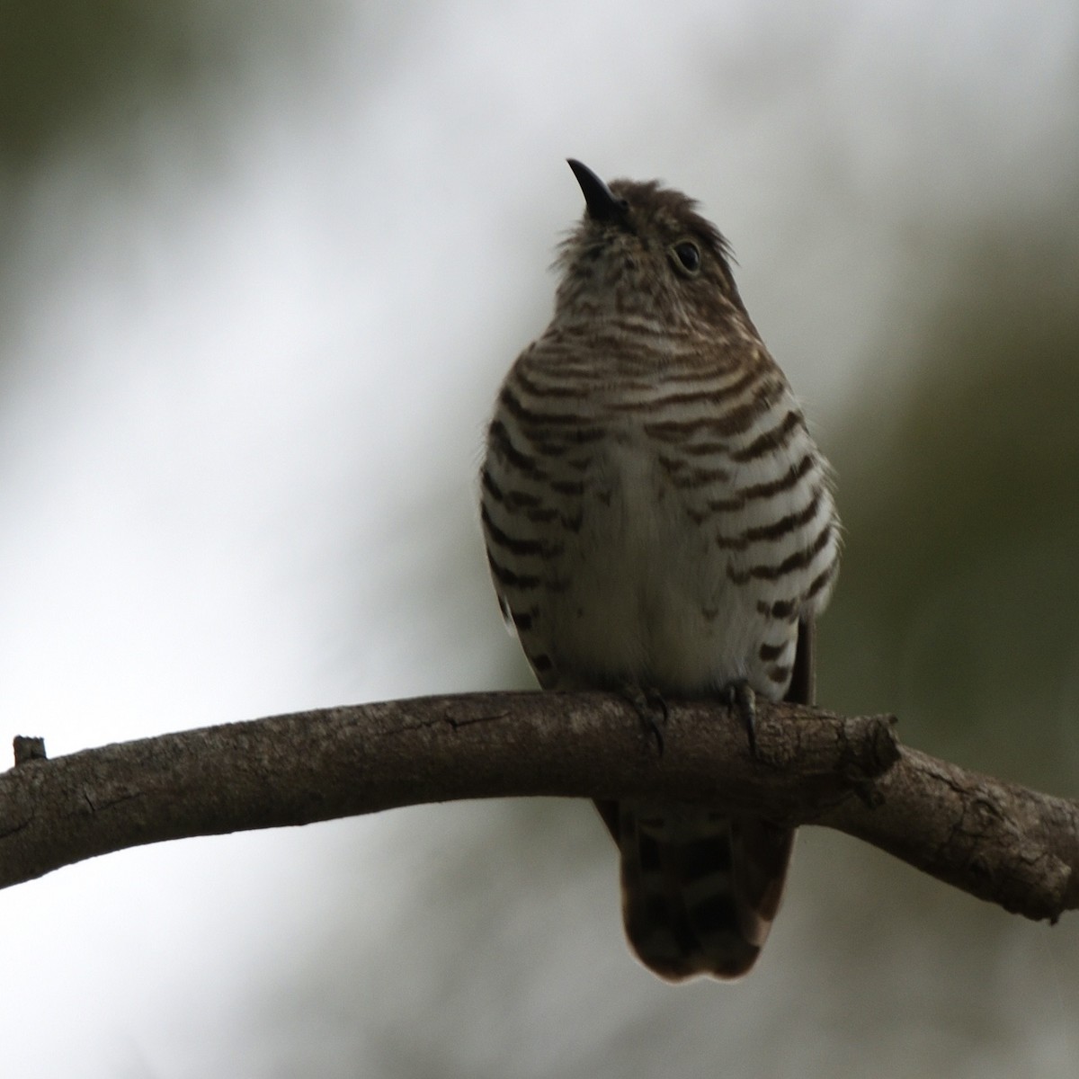 Glanzbronzekuckuck - ML644642062