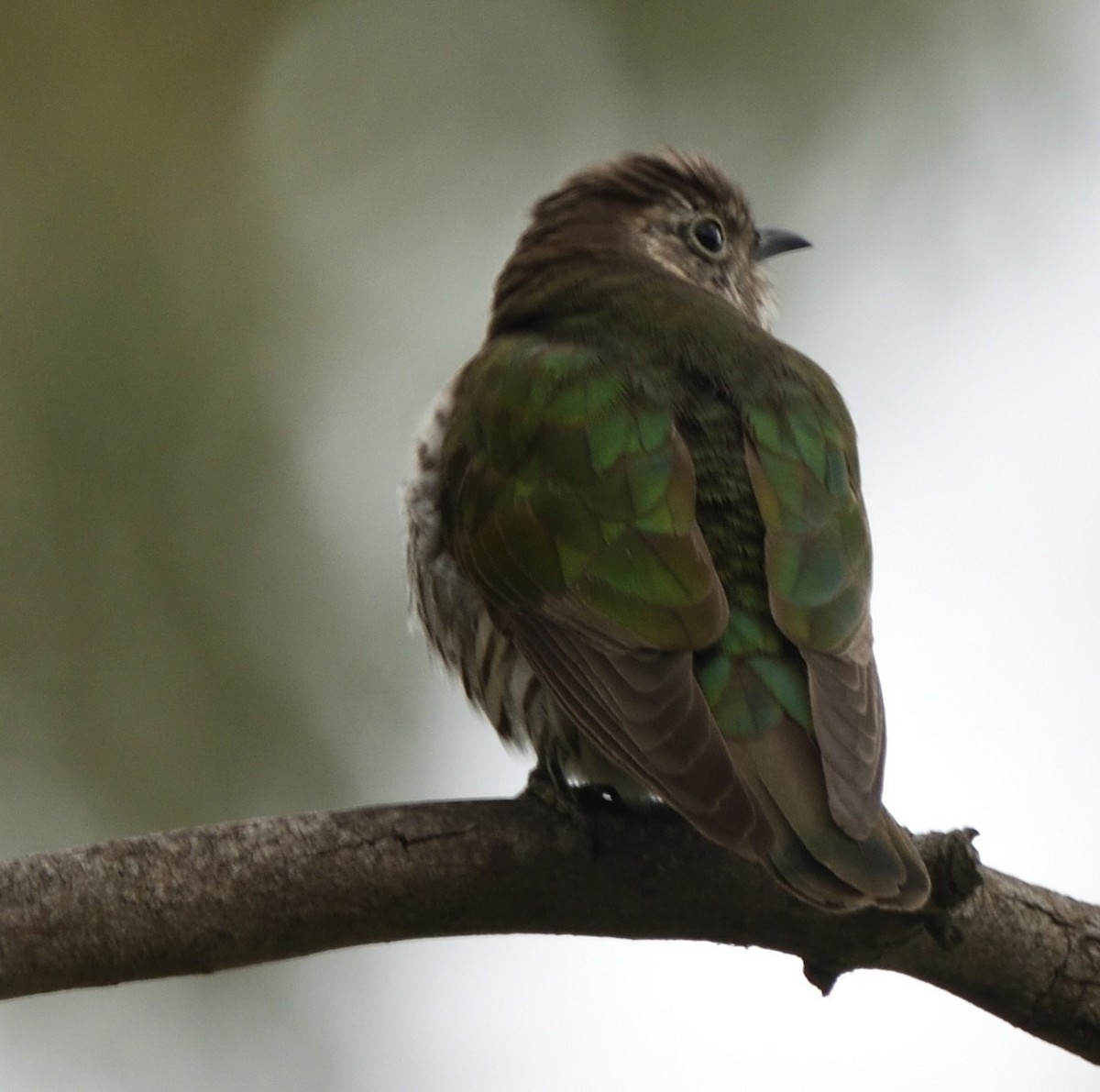 Glanzbronzekuckuck - ML644642063