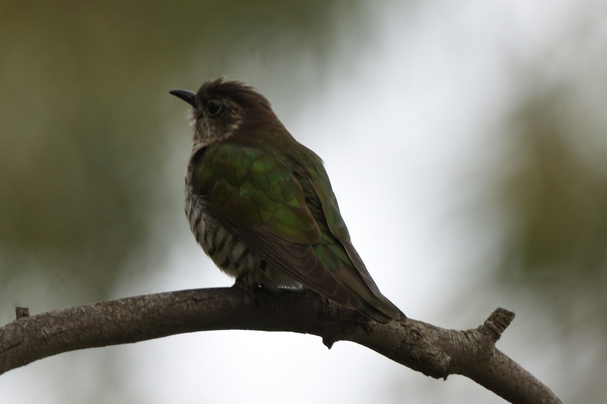 Glanzbronzekuckuck - ML644642064