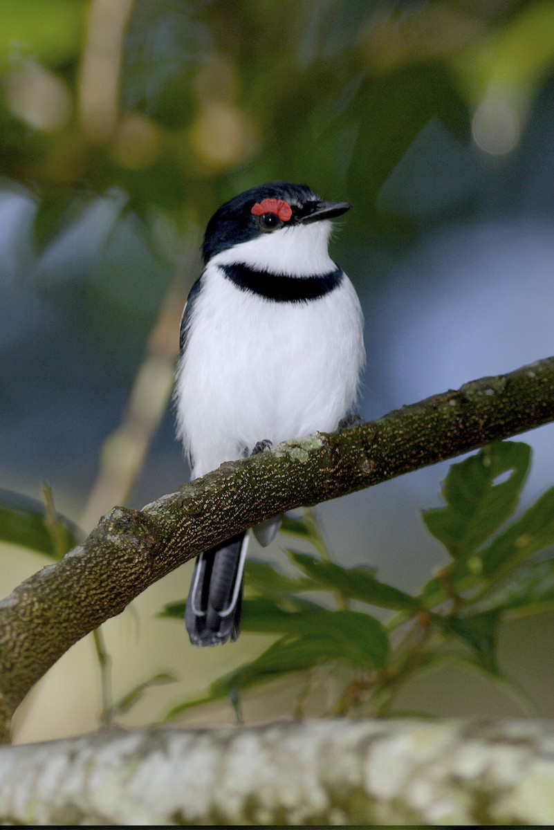 Brown-throated Wattle-eye - ML644642065