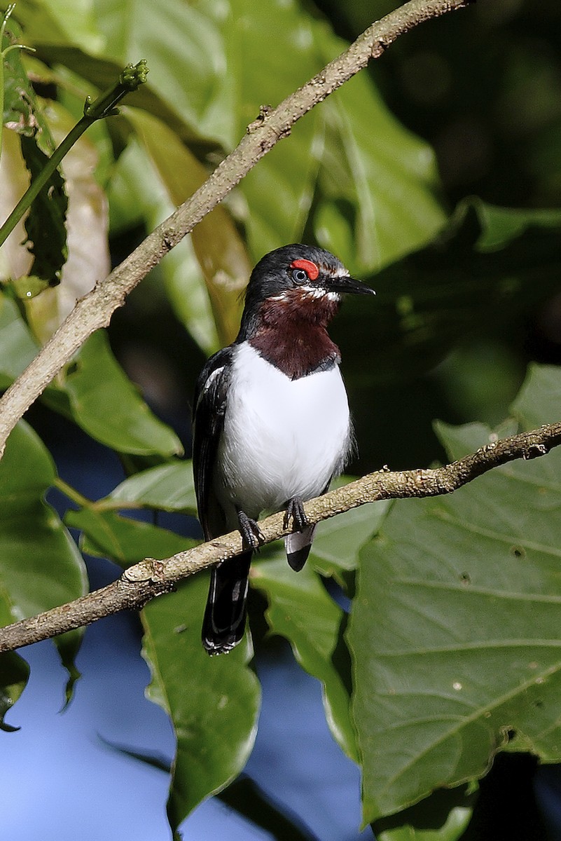 Brown-throated Wattle-eye - ML644642066