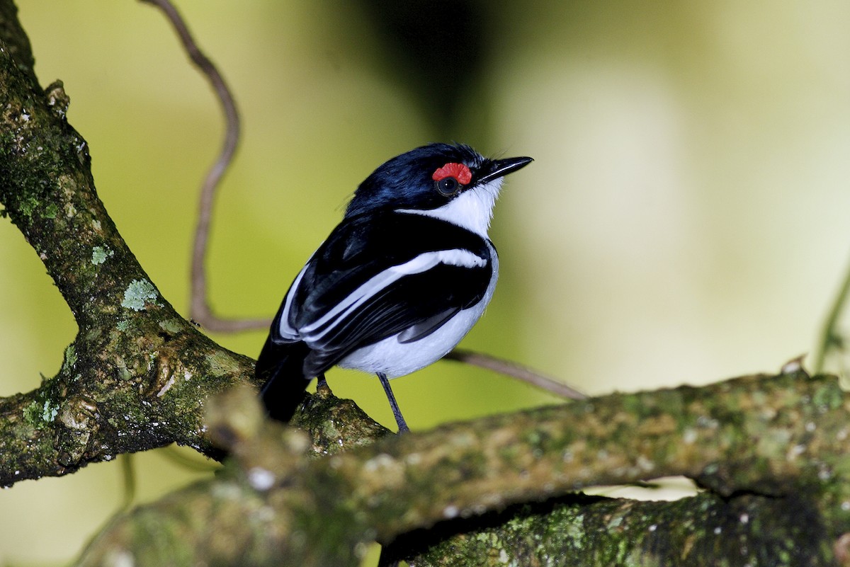 Brown-throated Wattle-eye - ML644642067