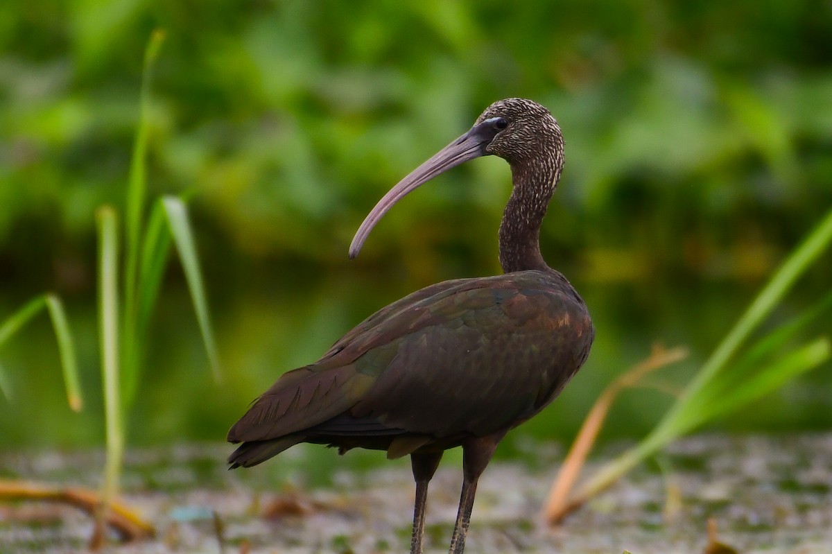Glossy Ibis - ML644642068