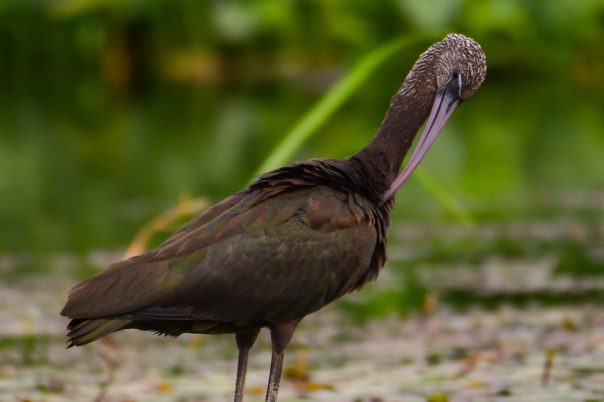 Glossy Ibis - ML644642069