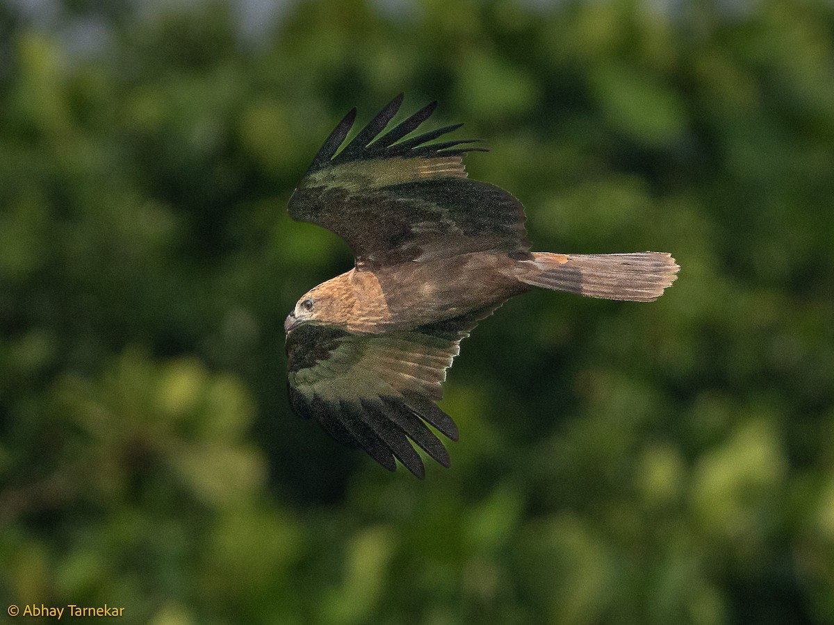 Black Kite - ML644642074