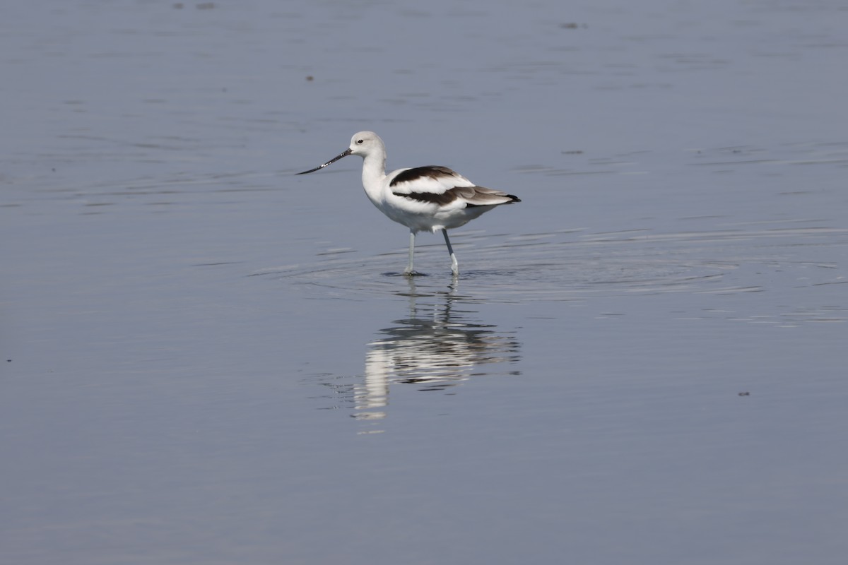 American Avocet - ML644642075