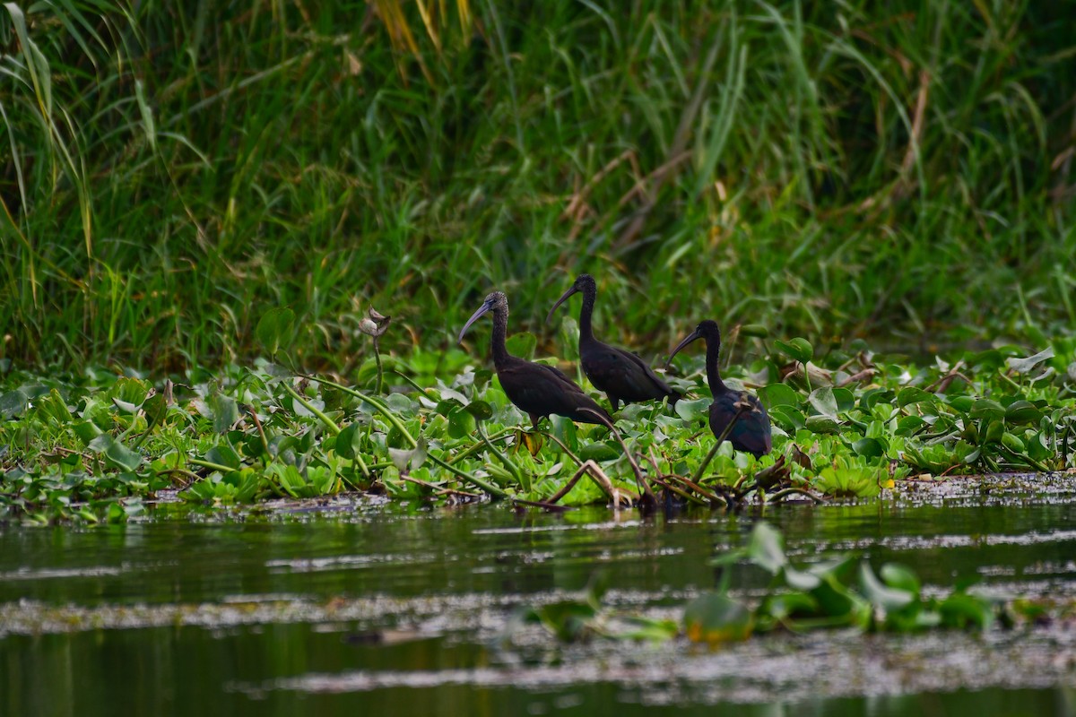 Glossy Ibis - ML644642076
