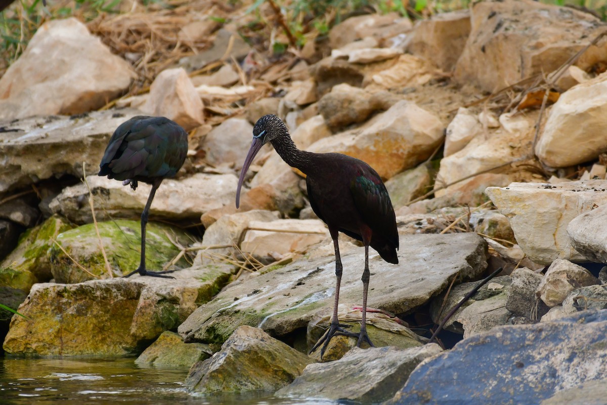 Glossy Ibis - ML644642077