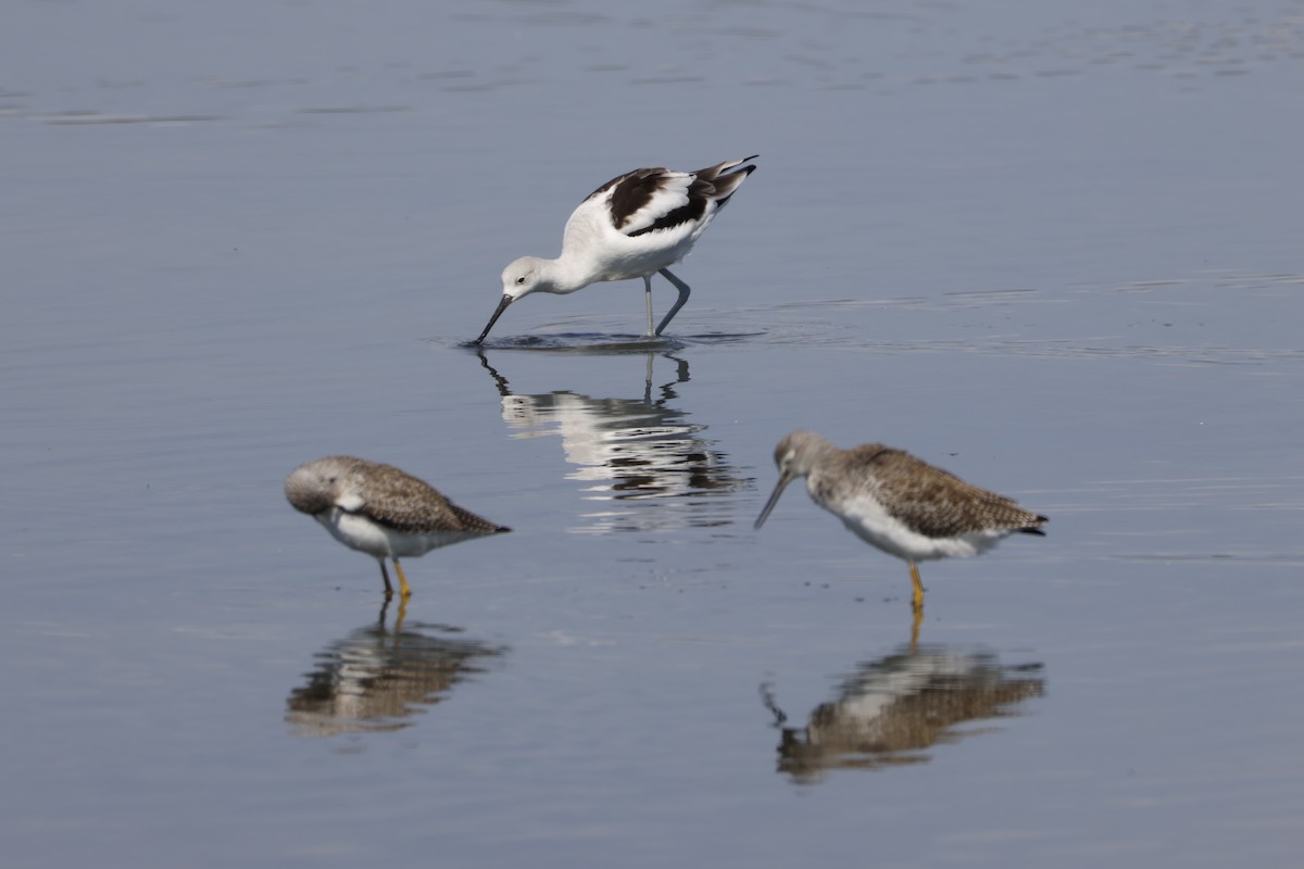 Greater Yellowlegs - ML644642078