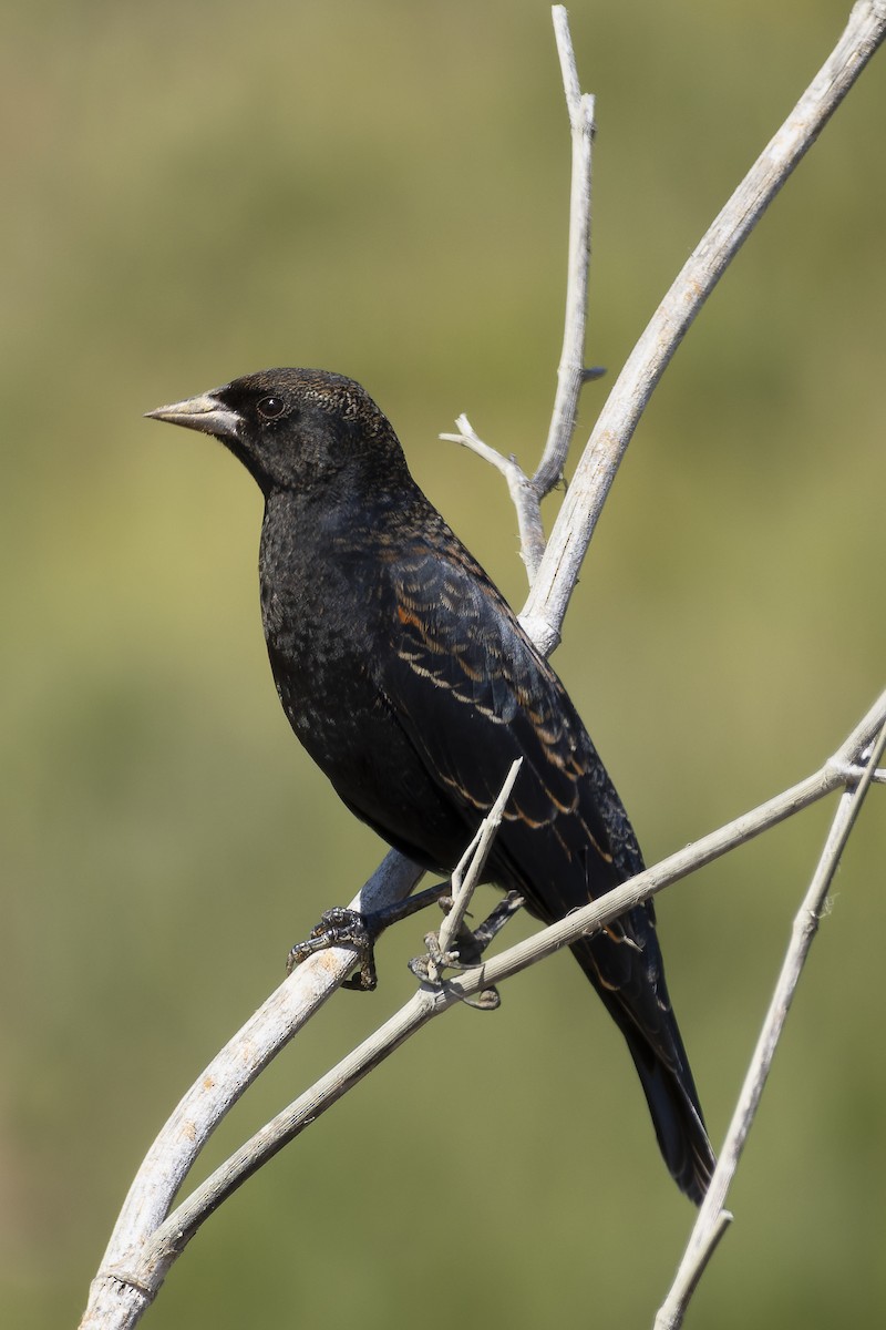 Red-winged Blackbird - ML644642080