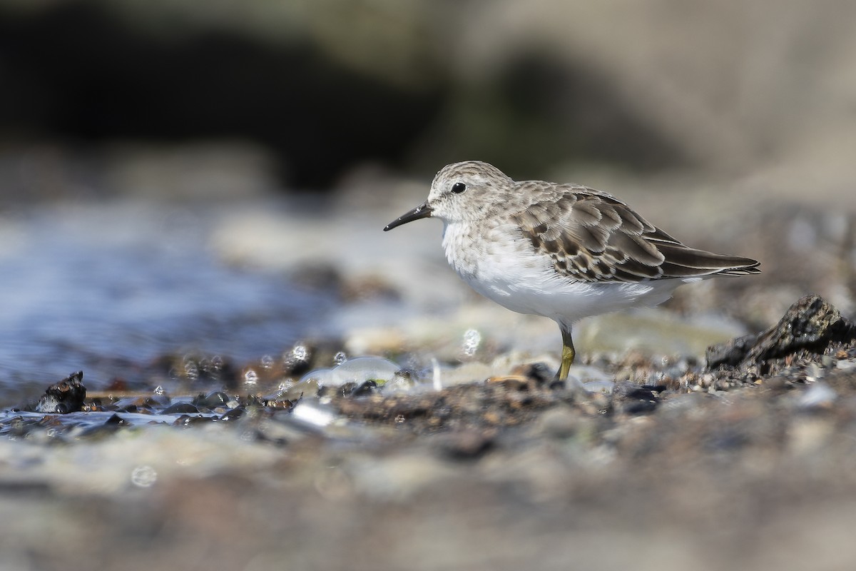 Least Sandpiper - ML644642082