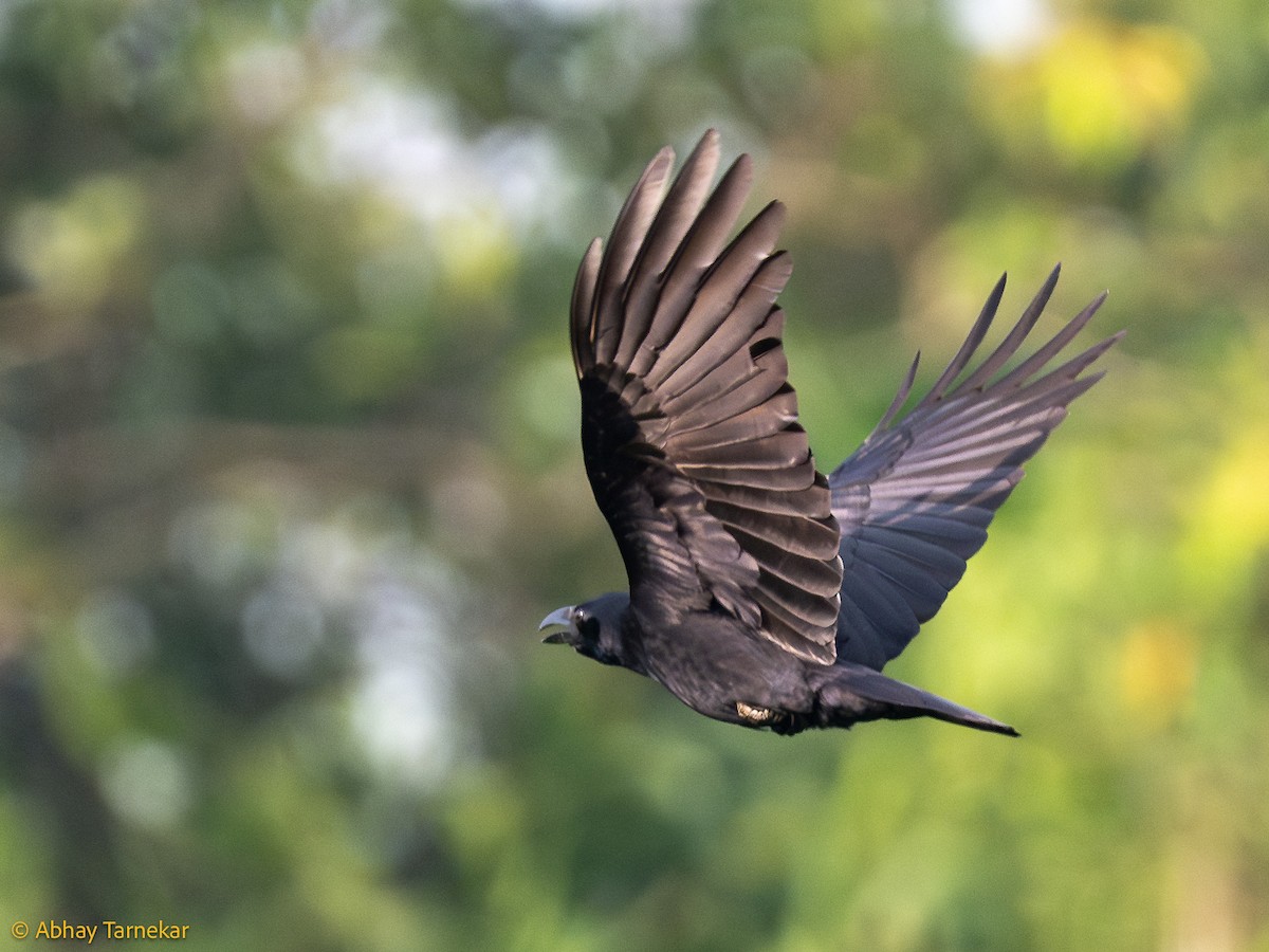 Large-billed Crow - ML644642083