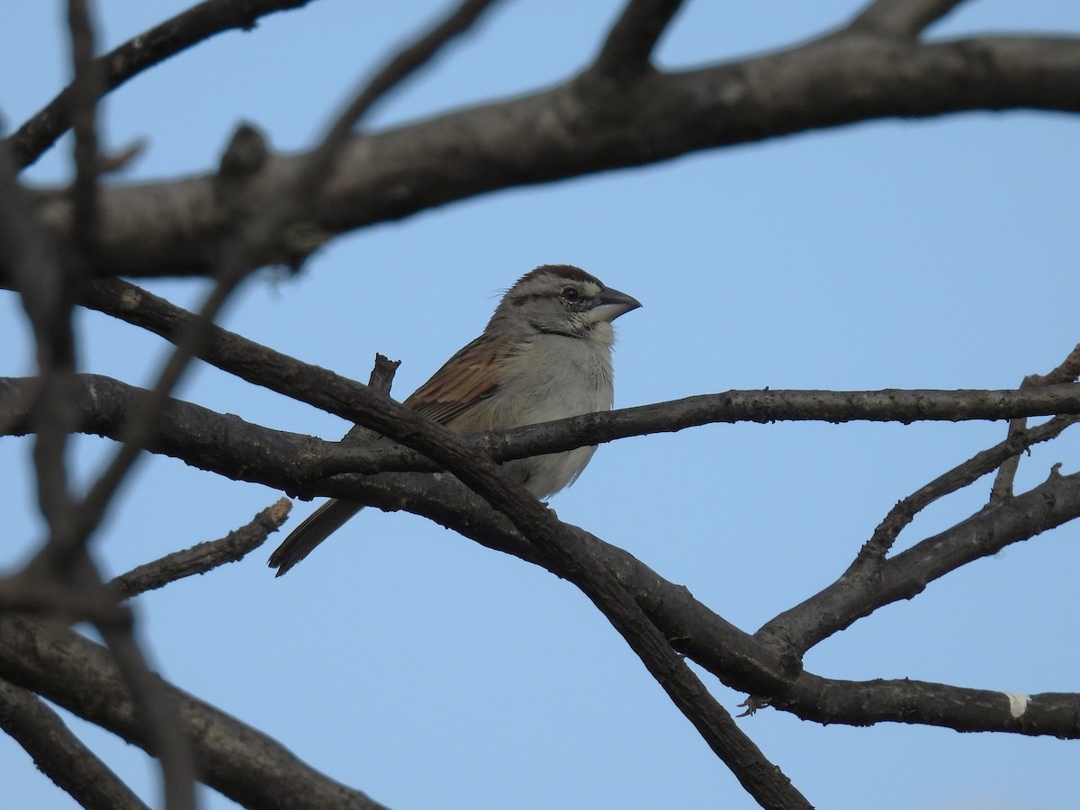 Tumbes Sparrow - ML644642084