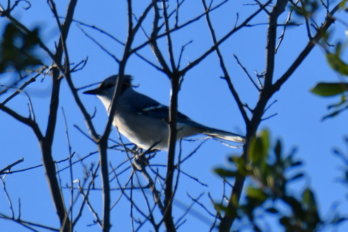 sojka chocholatá - ML644642085