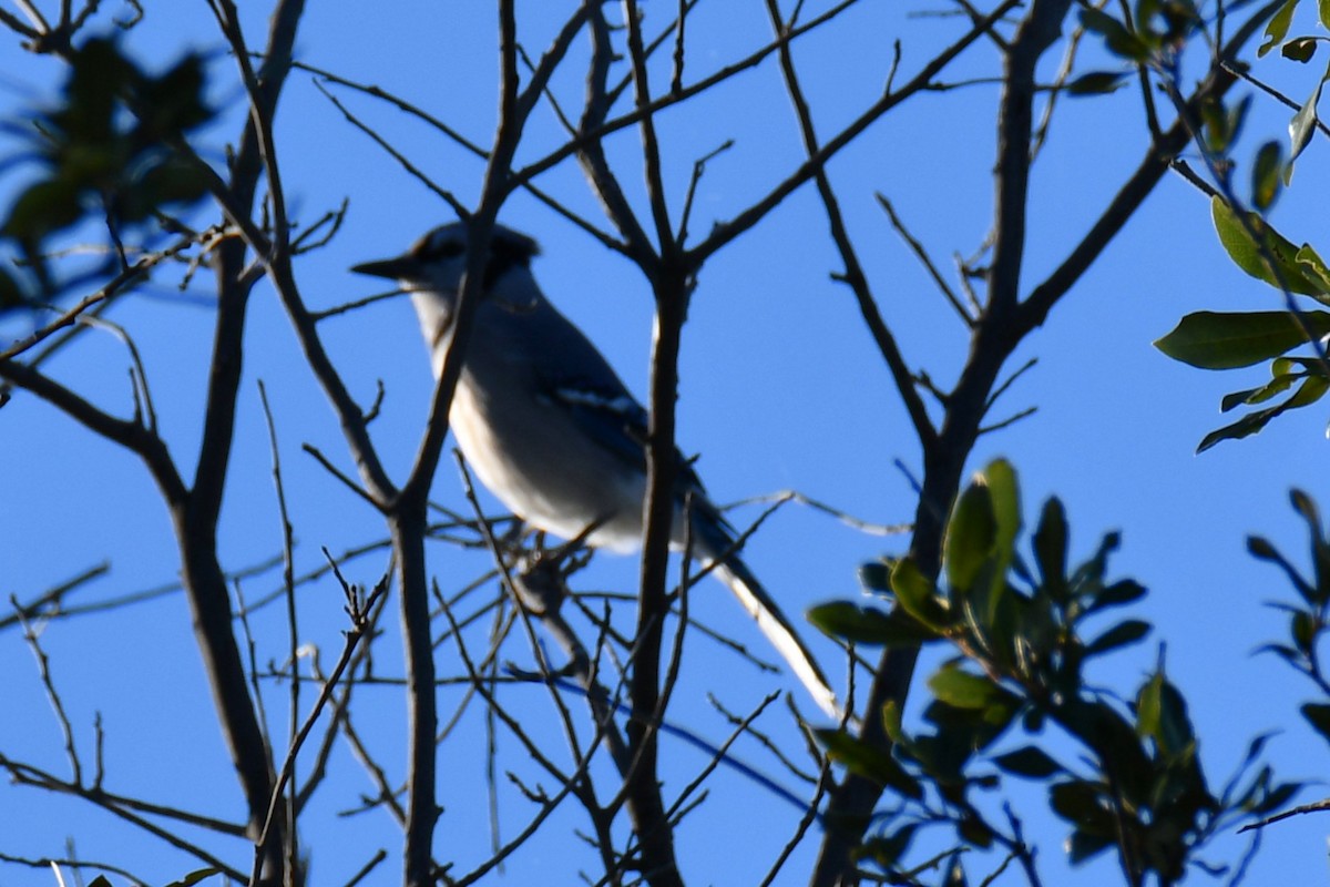 sojka chocholatá - ML644642086