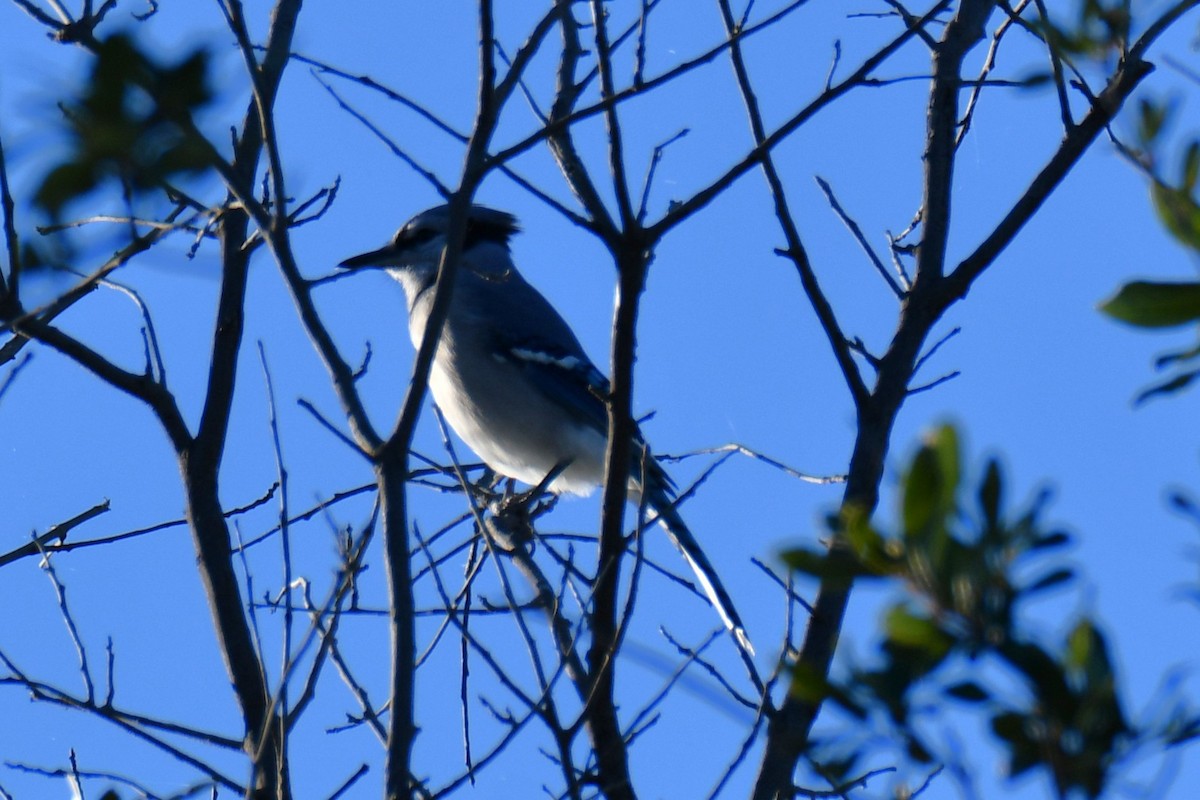 sojka chocholatá - ML644642087