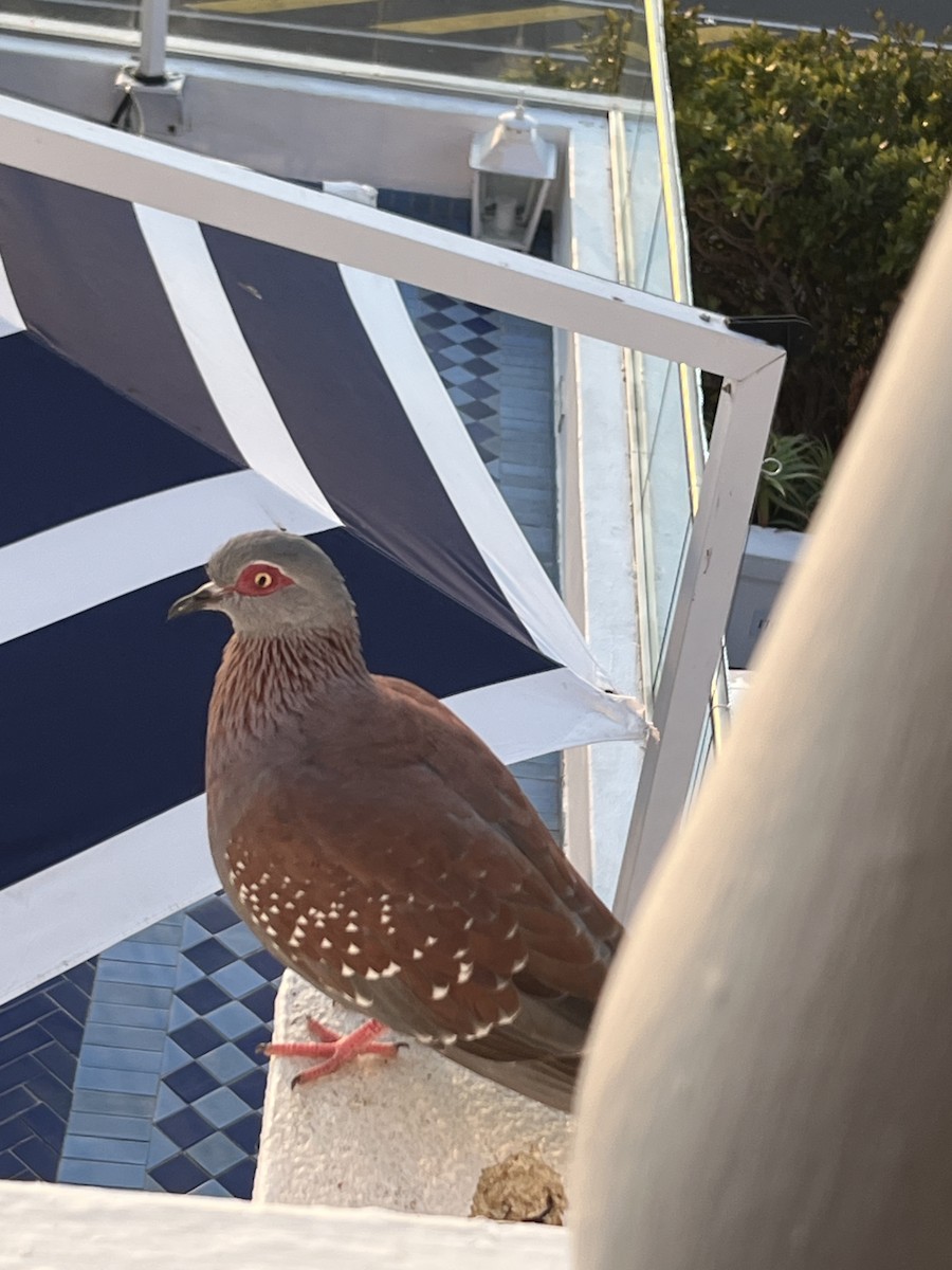 Speckled Pigeon - ML644642089