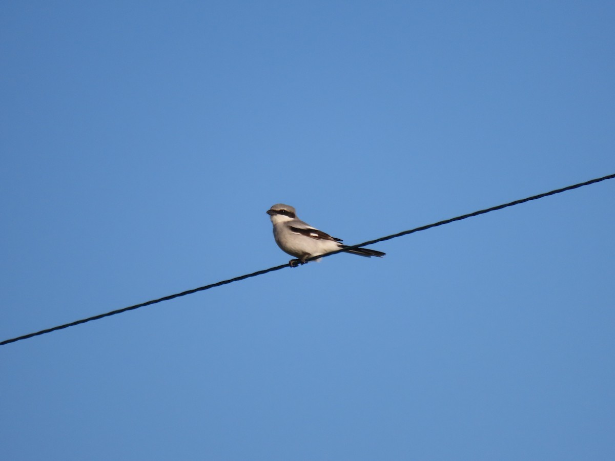 ťuhýk americký - ML644642090