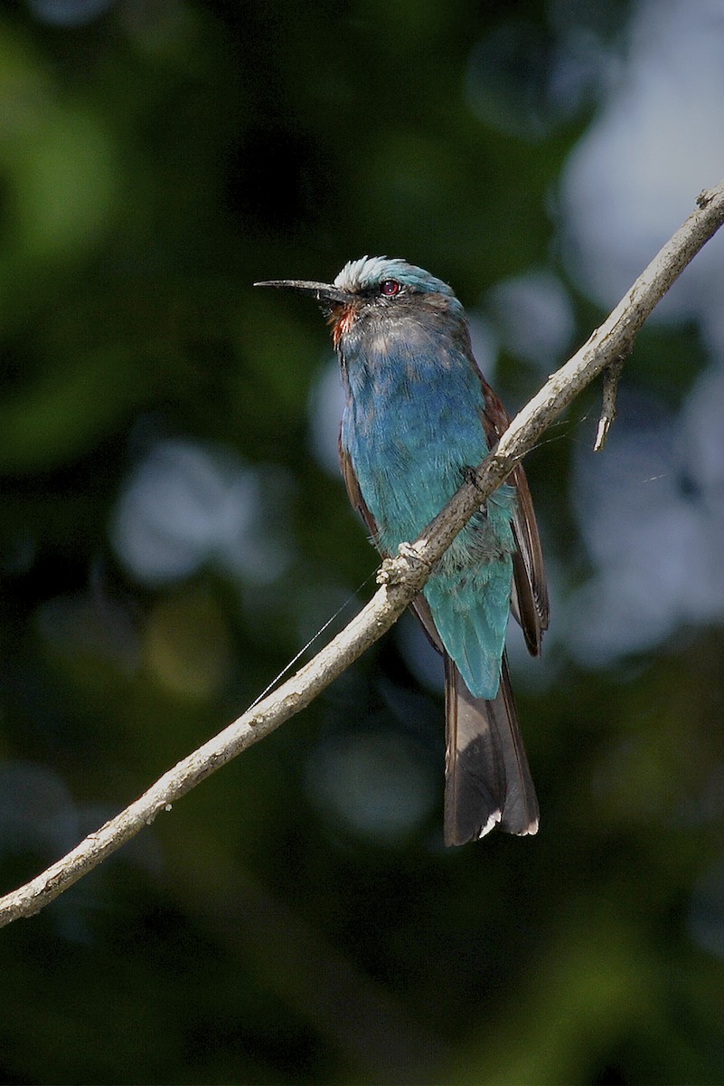Blue-headed Bee-eater - ML644642092