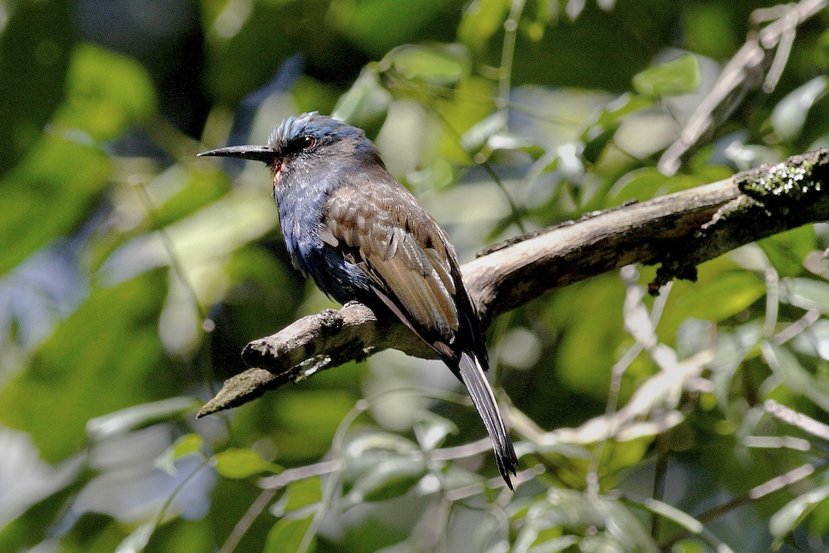 Blue-headed Bee-eater - ML644642093