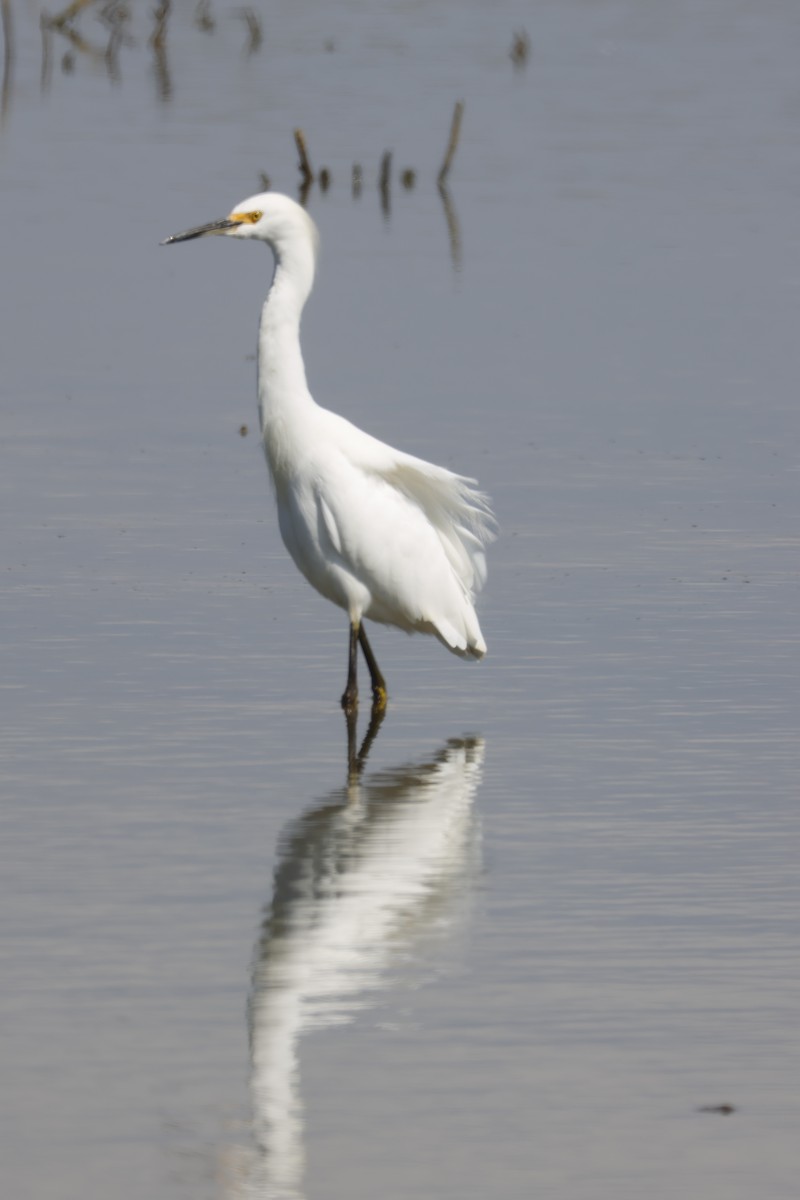 Snowy Egret - ML644642095