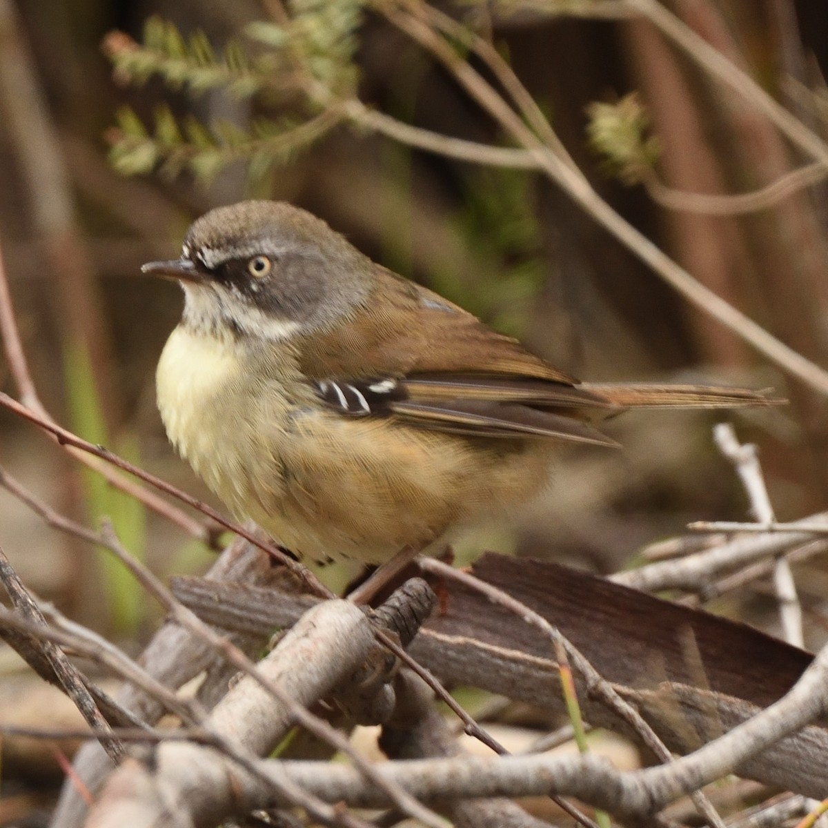 Weißbrauensericornis - ML644642099