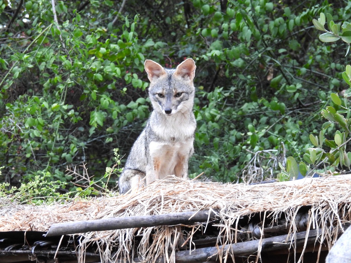 South American Foxes - ML644642102