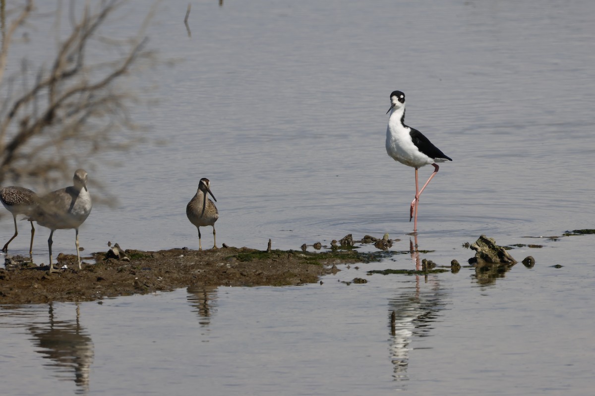 Black-necked Stilt - ML644642104