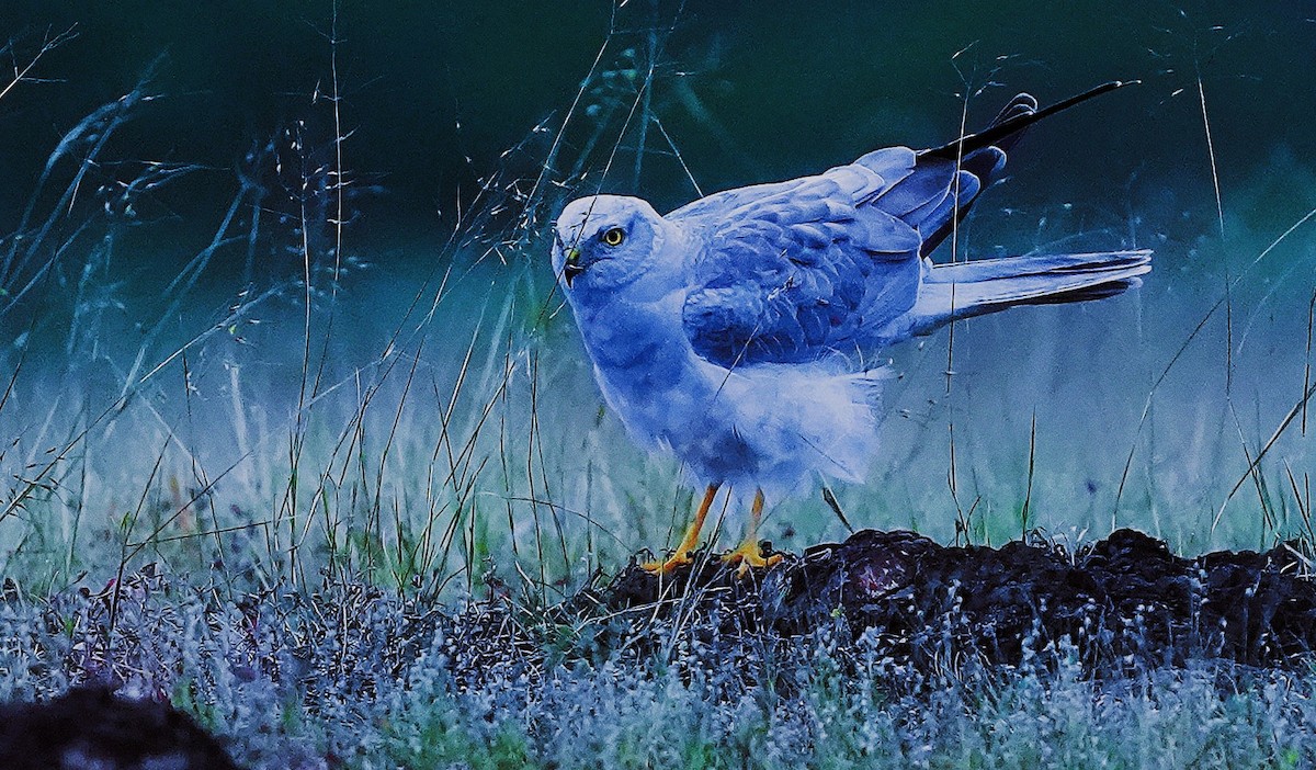 Pallid Harrier - ML644642132