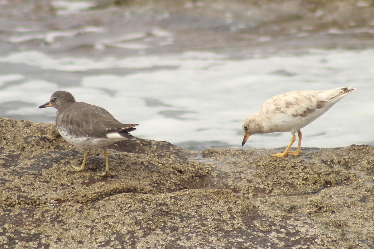Surfbird - ML644642133