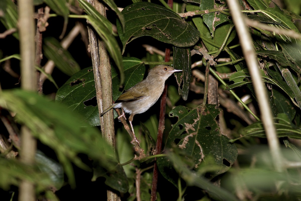 Olive-green Camaroptera - ML644642136