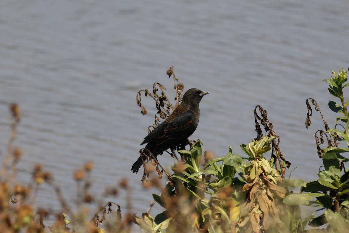 Red-winged Blackbird - ML644642139