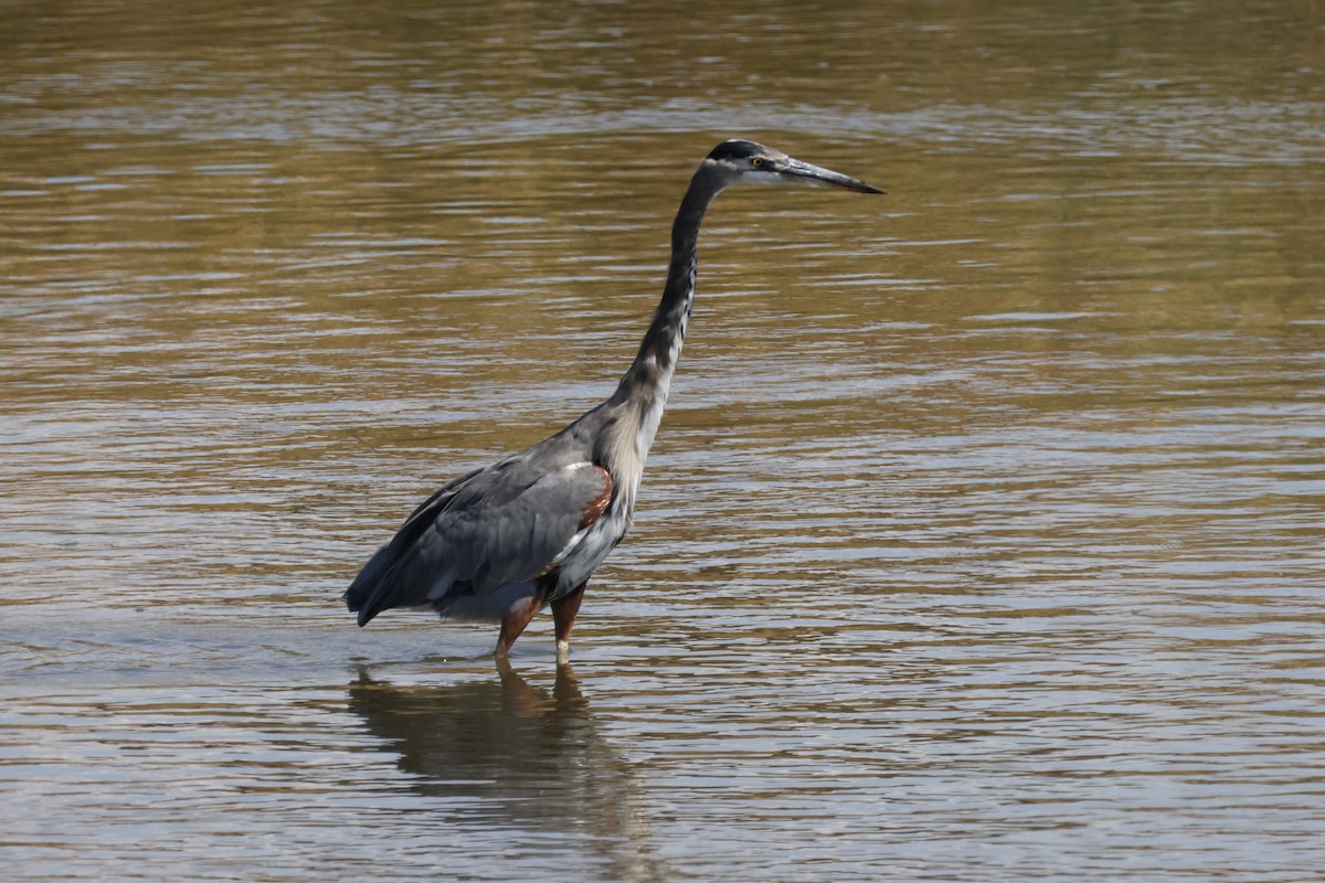Great Blue Heron - ML644642140