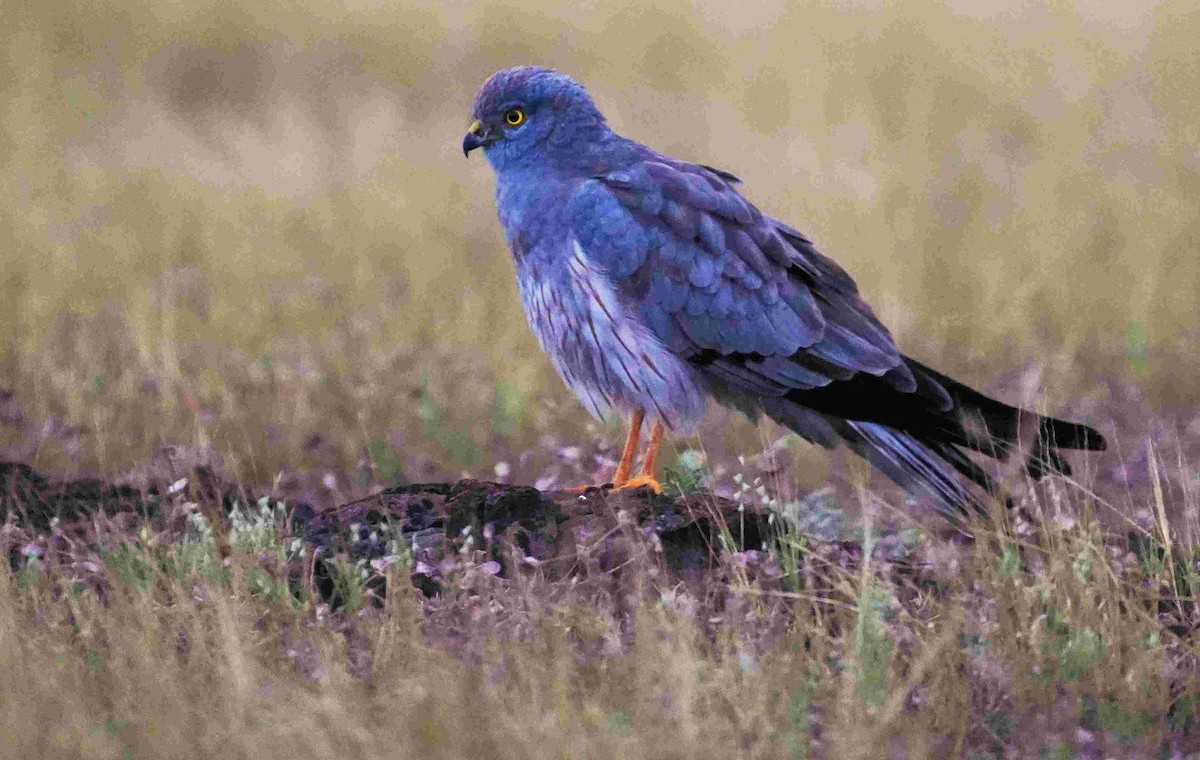 Montagu's Harrier - ML644642144