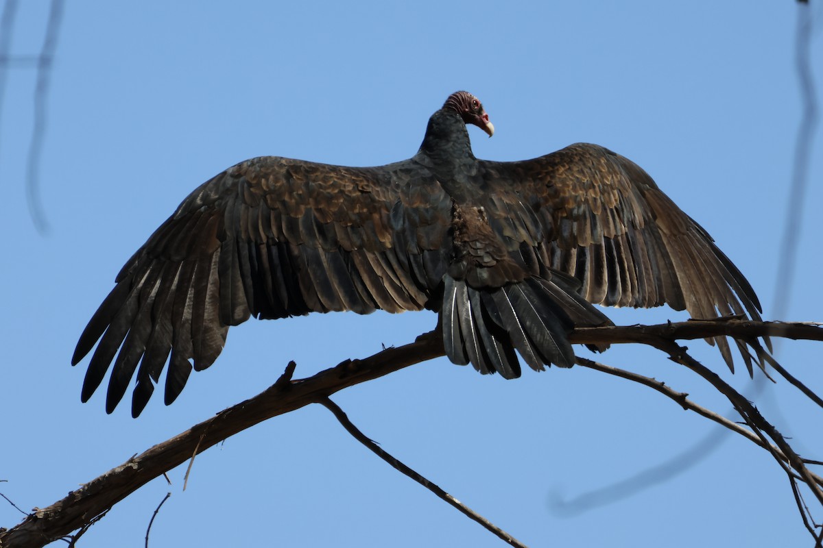 Turkey Vulture - ML644642145