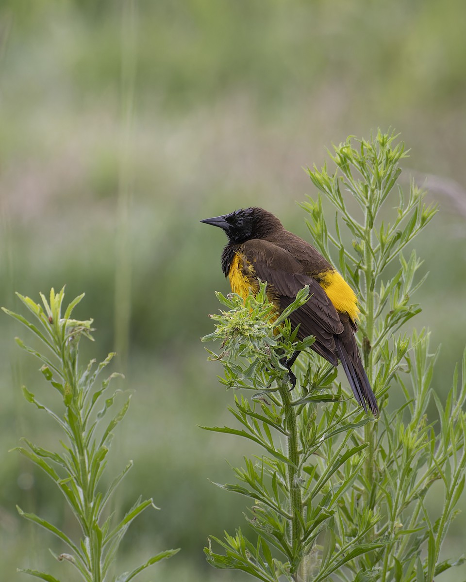 Yellow-rumped Marshbird - ML644642147
