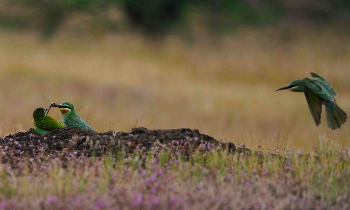 Blue-cheeked Bee-eater - ML644642151