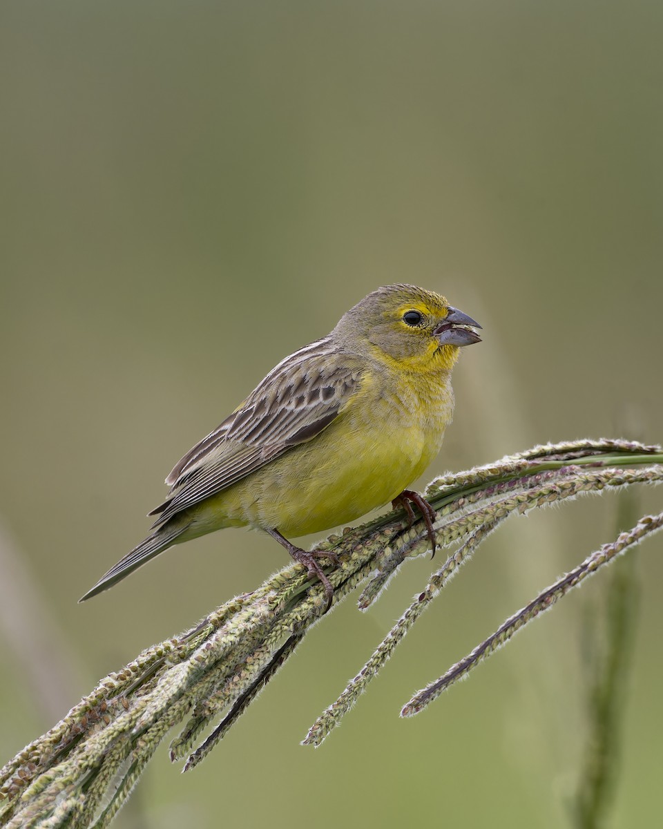 Короткоклювый зерноед - ML644642152